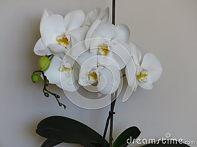 White gorgeous bloom of Phalaenopsis, â€œmoth orchidsâ€. Beautiful exotic flowers indoor plants. Stock Photo